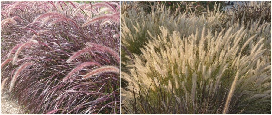 pennisetum setaceum