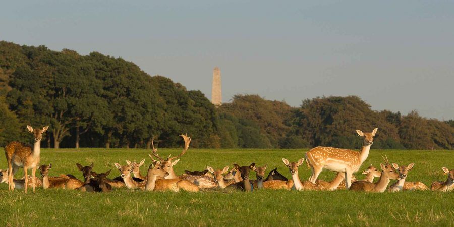 phoenix-park