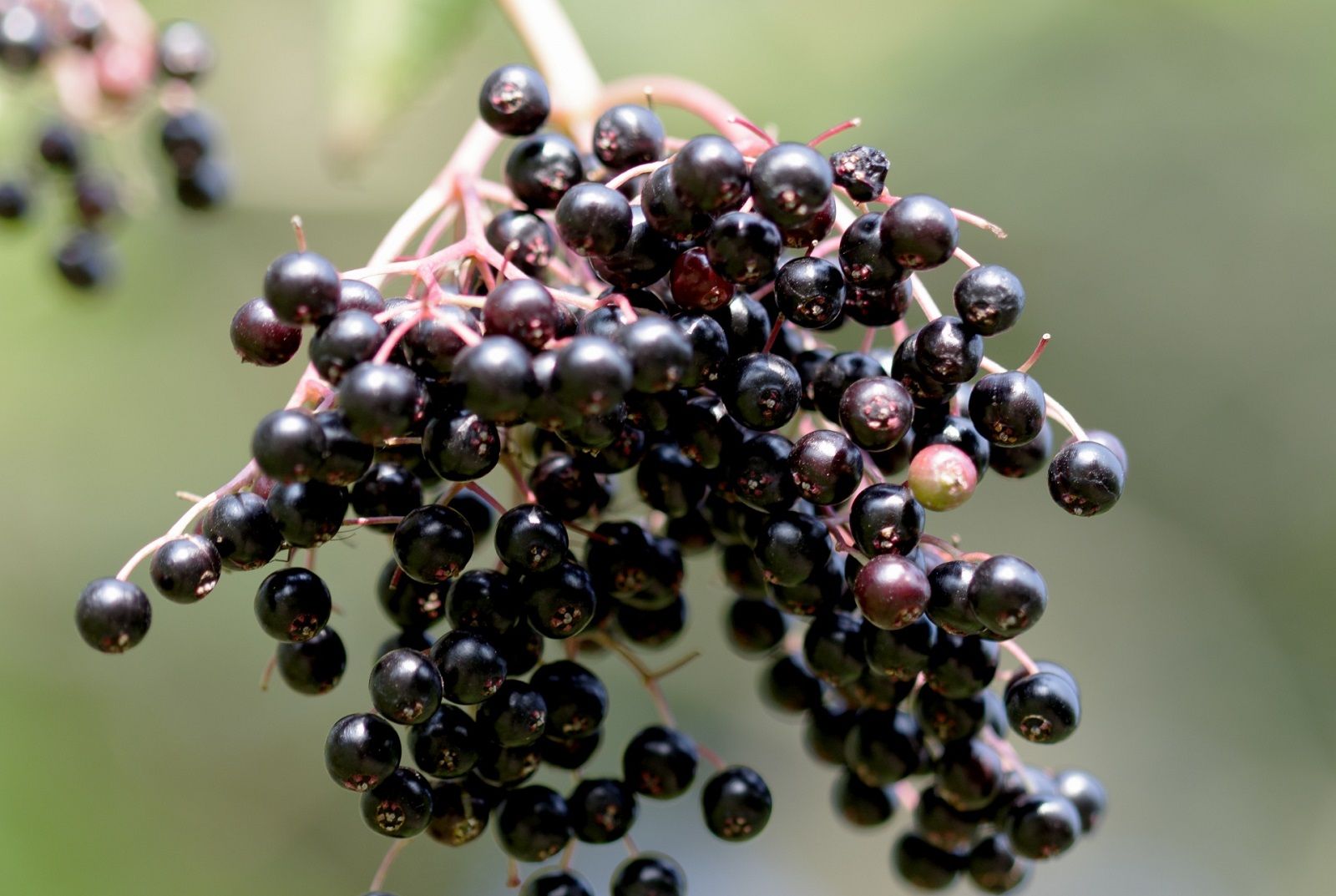 Ribes nero: proprietà e benefici