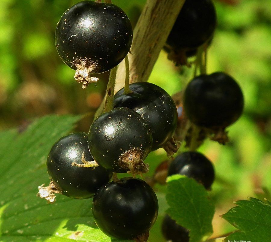 Le bacche del ribes nero