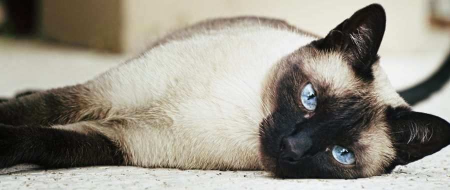 gatto siamese