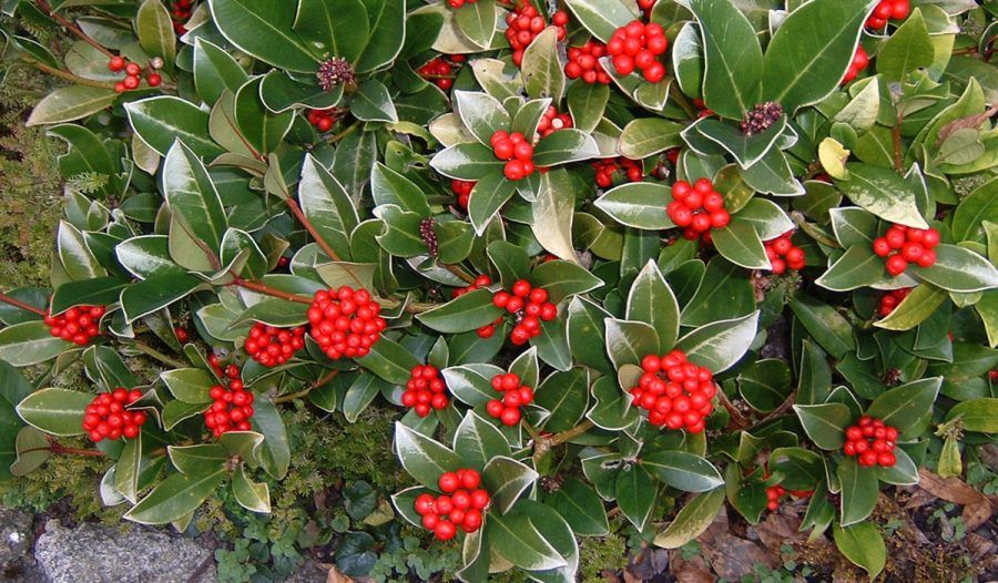 skimmia