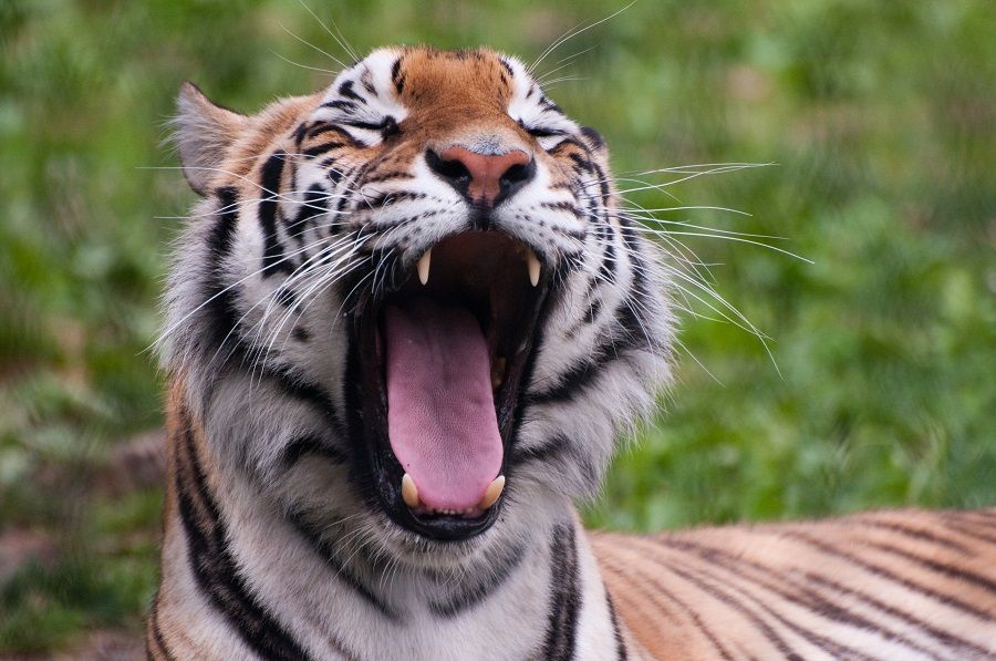 Una tigre sbadiglia mettendo in mostra le fauci