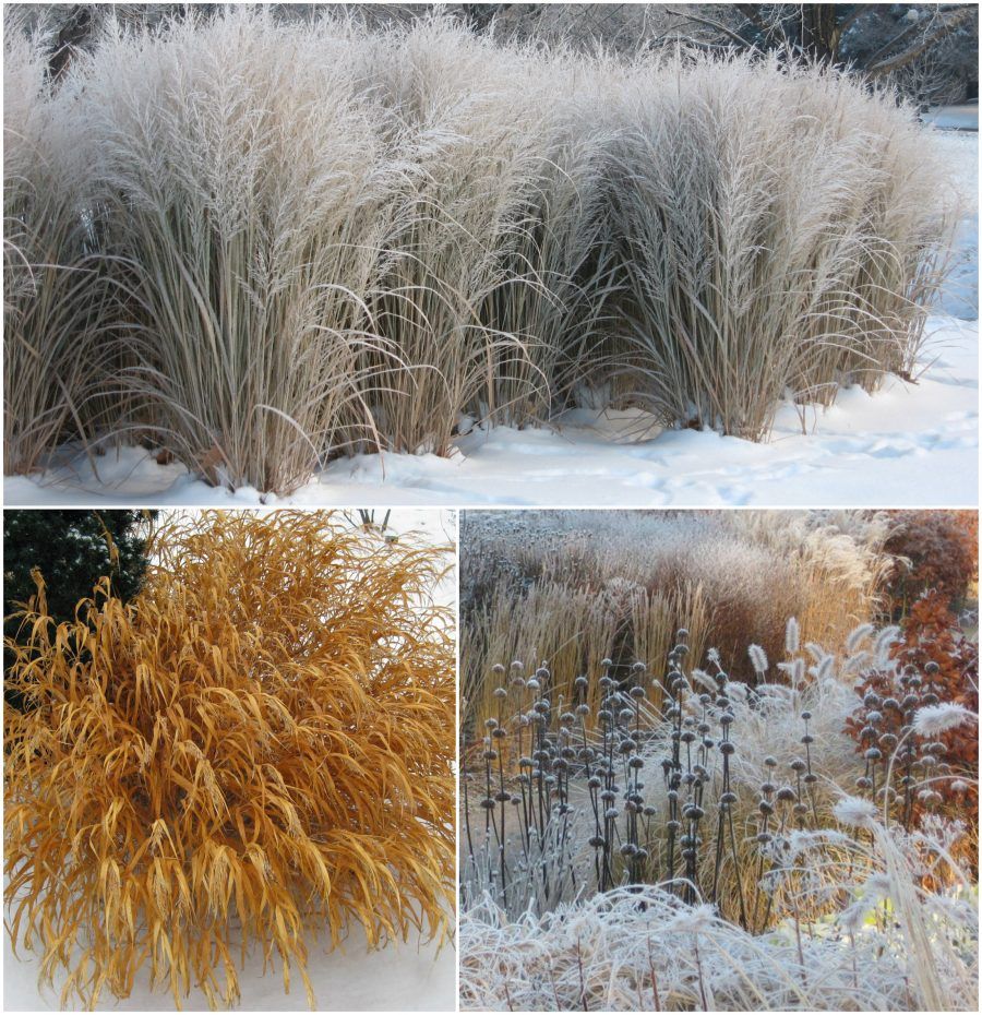 winter grasses