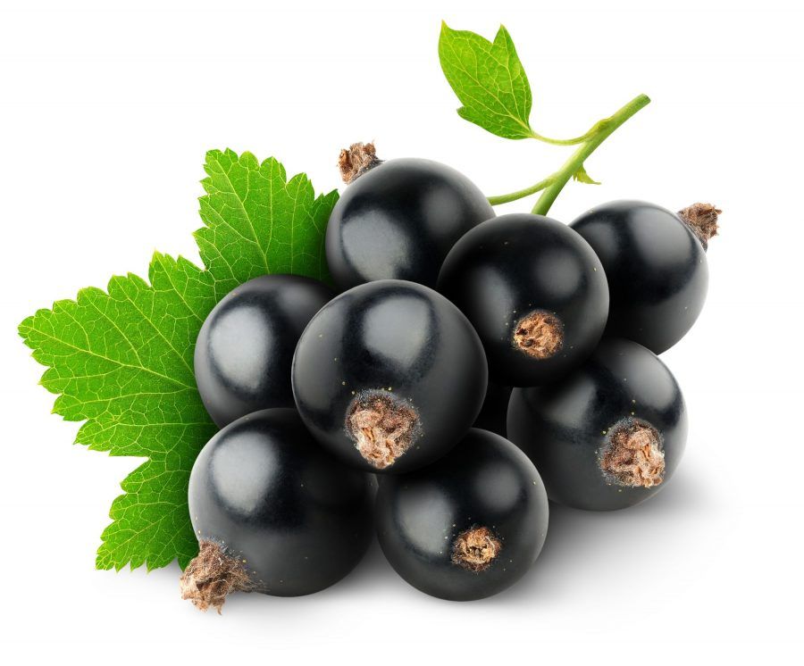 ribes nero un antiossidante naturale, utile anche per la circolazione sanguigna