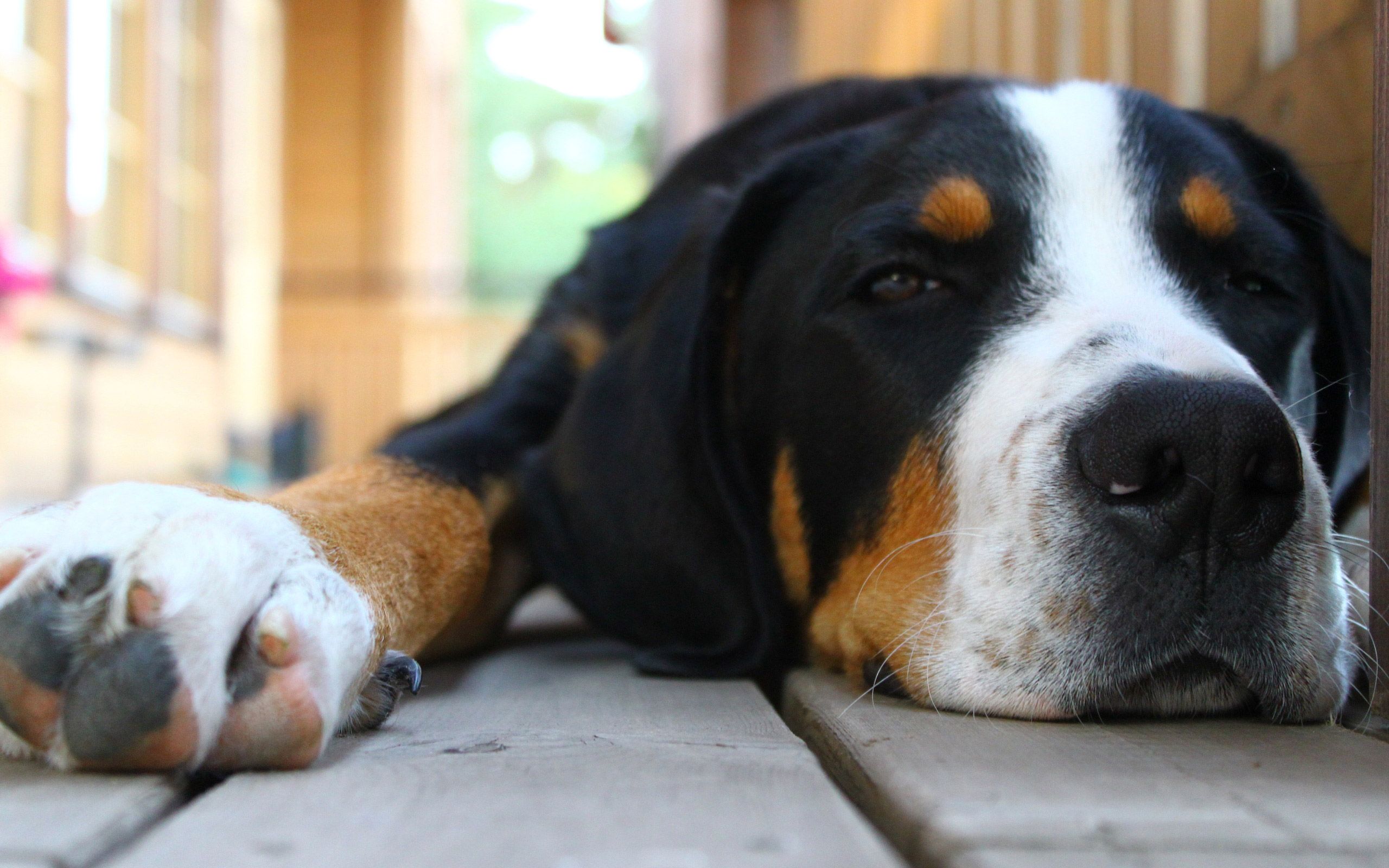 Il cane giusto per ogni segno zodiacale