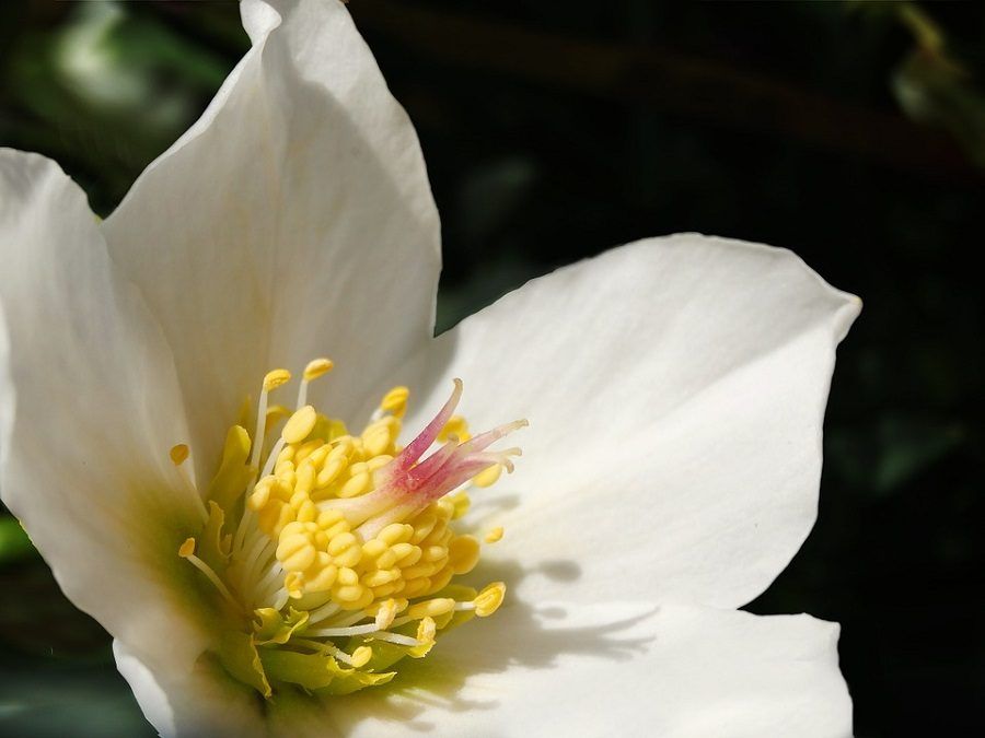 acquario-christmas-rose