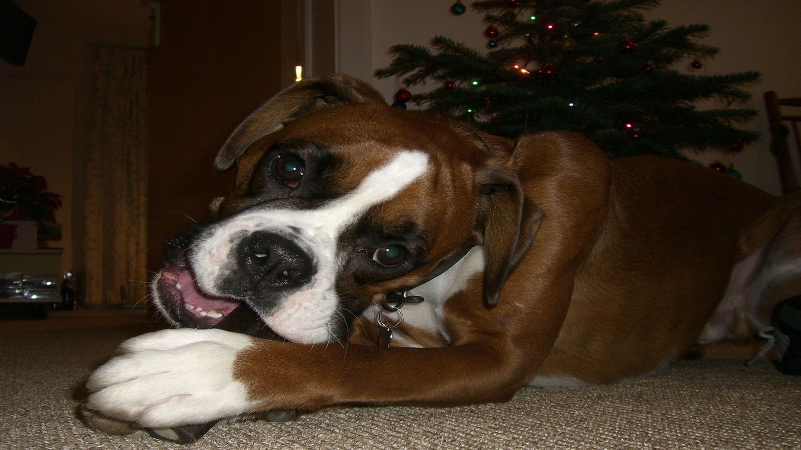 Come fare un albero di Natale se avete un Boxer?