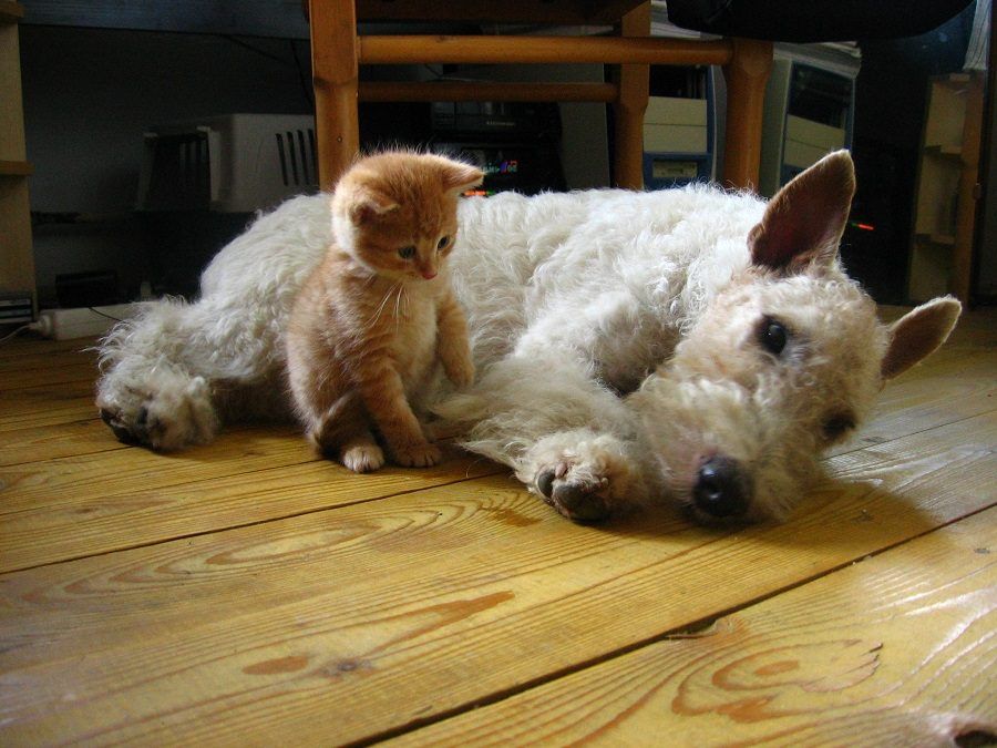 Niente panettone con uvetta a cani e gatti