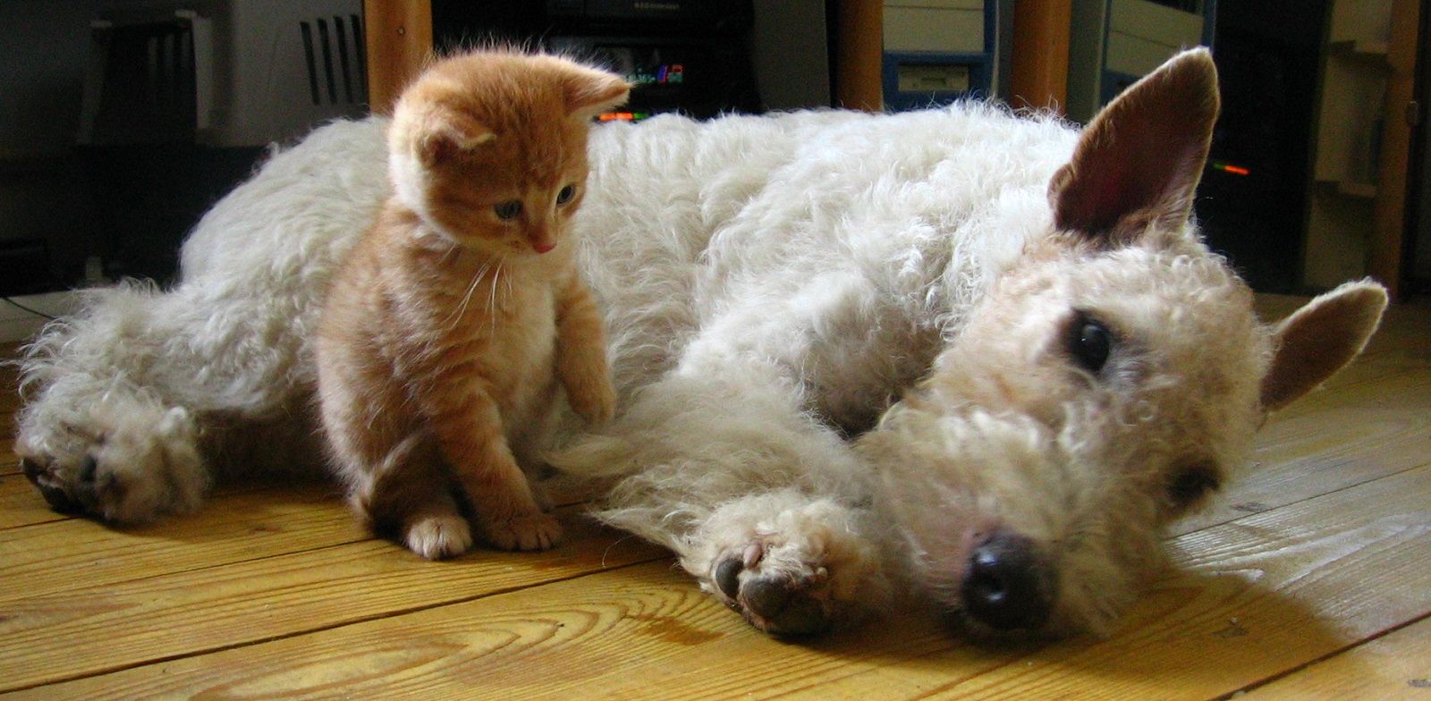 Non date mai questi alimenti a cani e gatti, non possono mangiarli