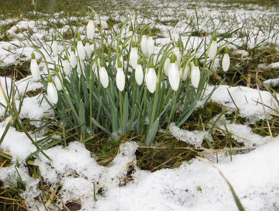 Fiori, tronco e radici possono essere danneggiati dal freddo dell'inverno