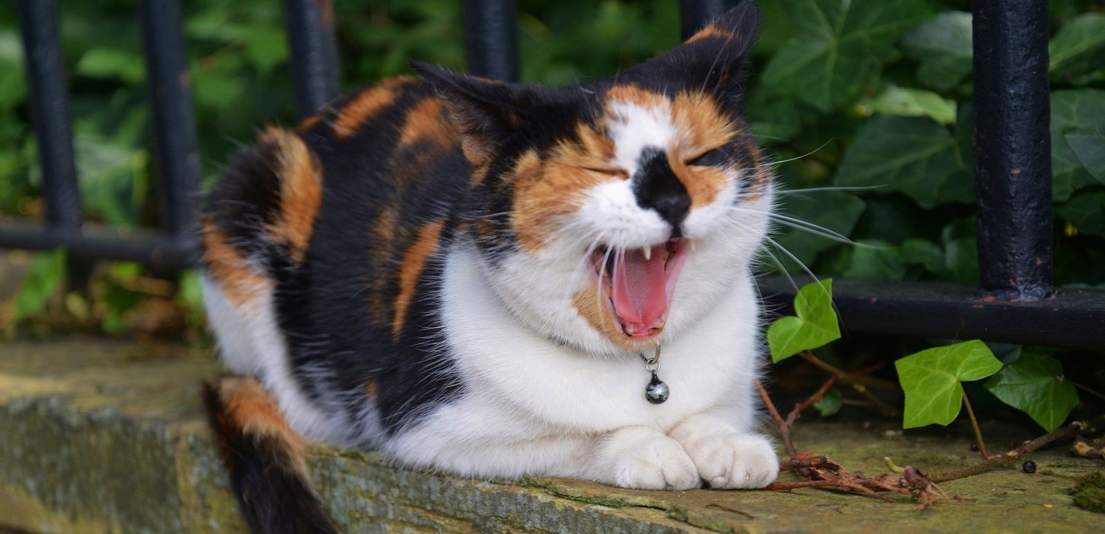 Perché il gatto ha l’alito che puzza?