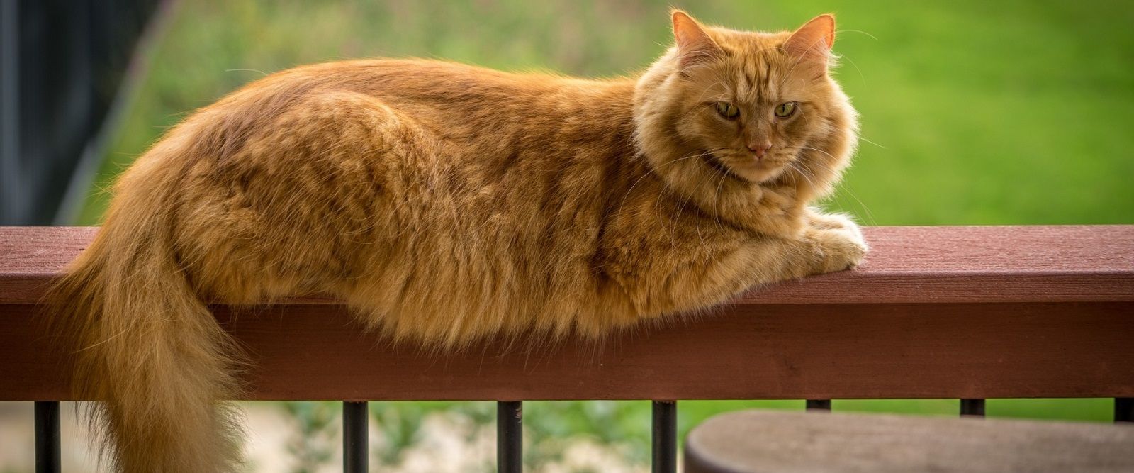 Perché i gatti quando annusano aprono la bocca?