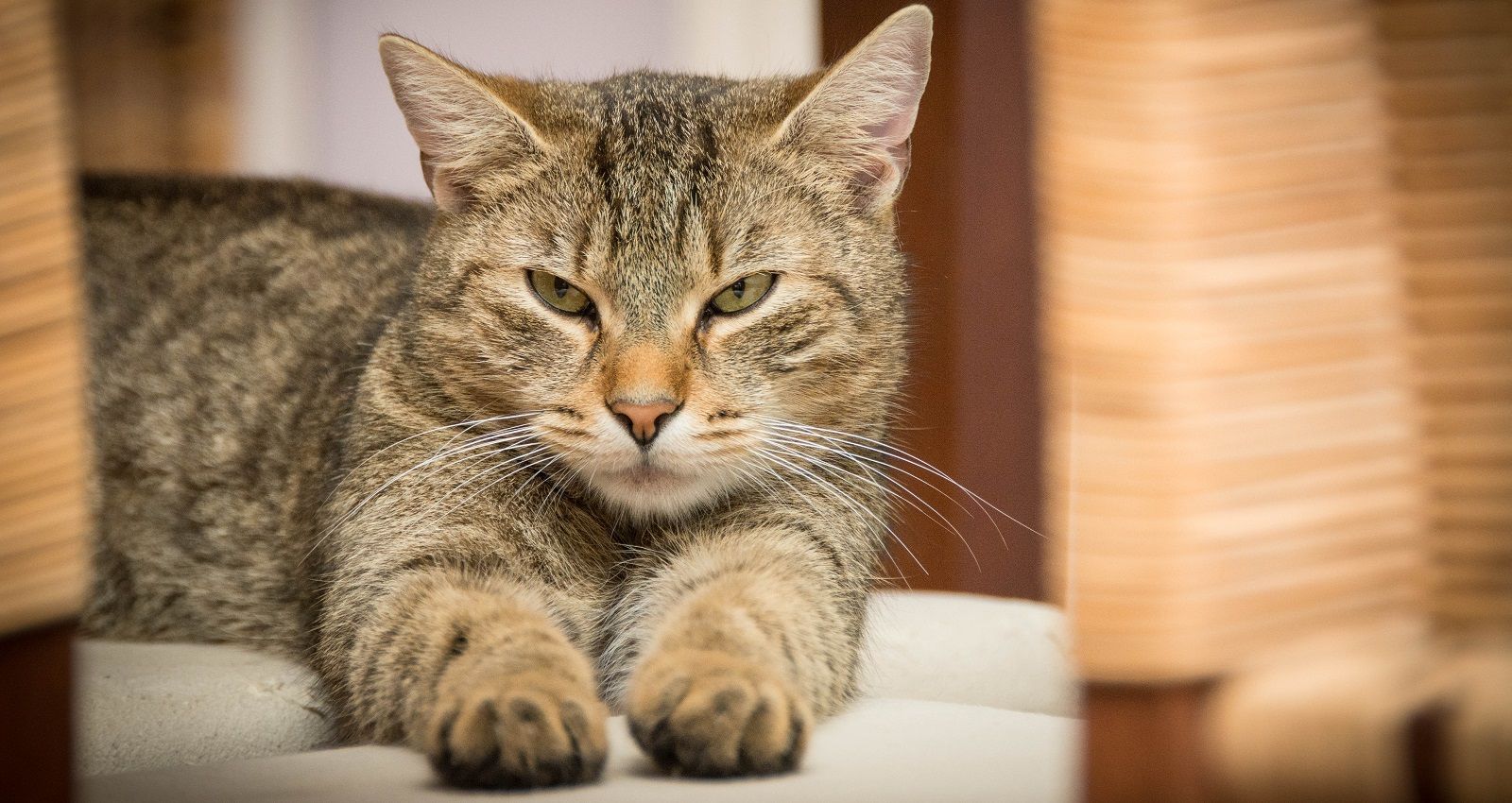 Perché il gatto fa il pane (o la pasta)?