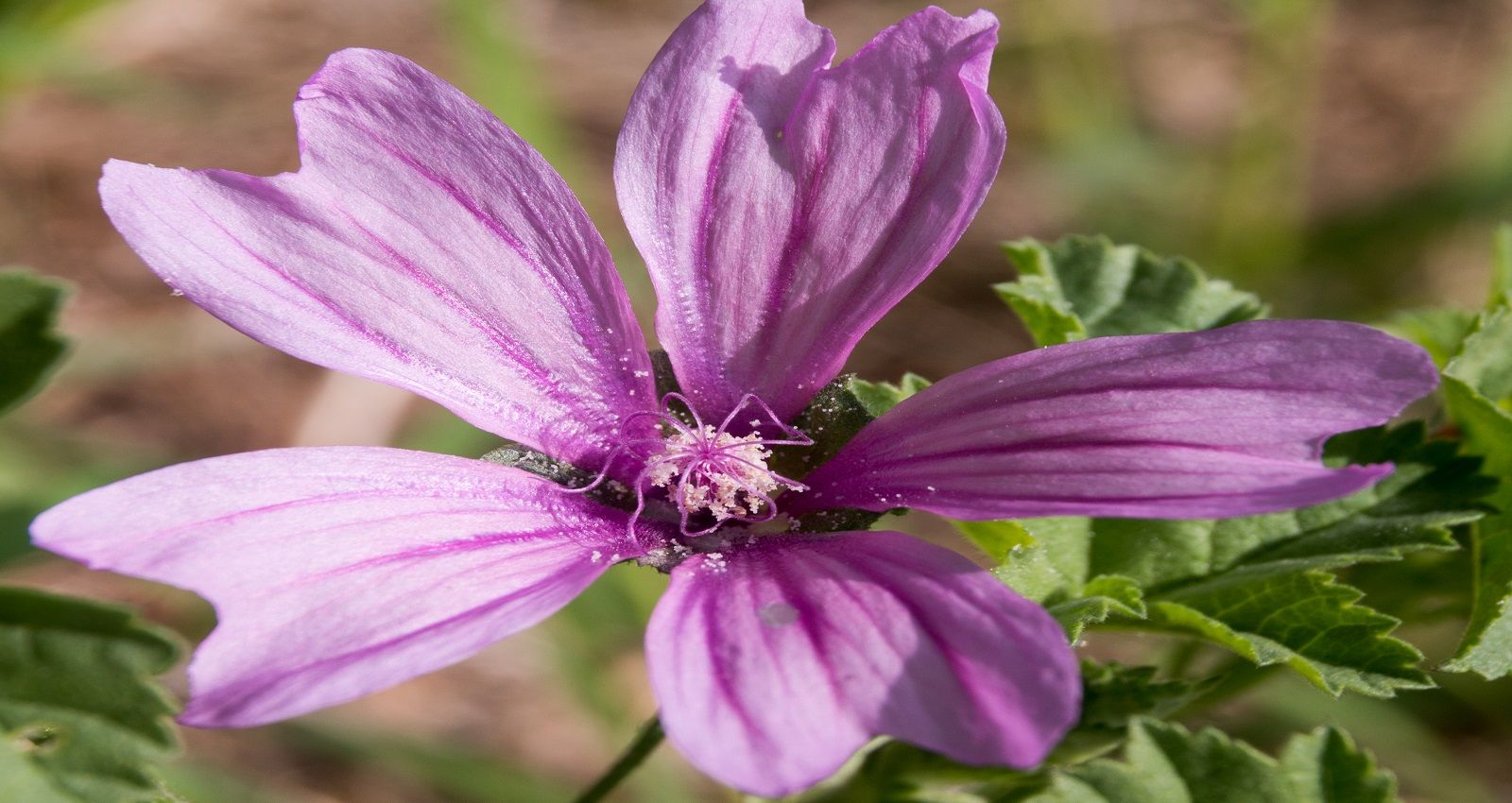 Rimedi naturali e della nonna per curare il giradito