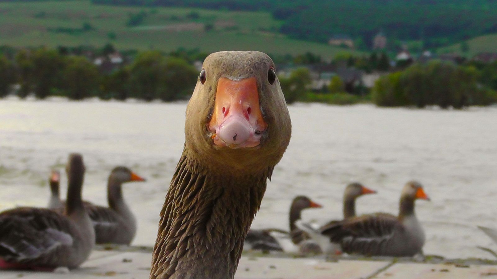 Foie Gras: gli chef stellati continuano ad alimentare la pratica brutale vietata in Italia