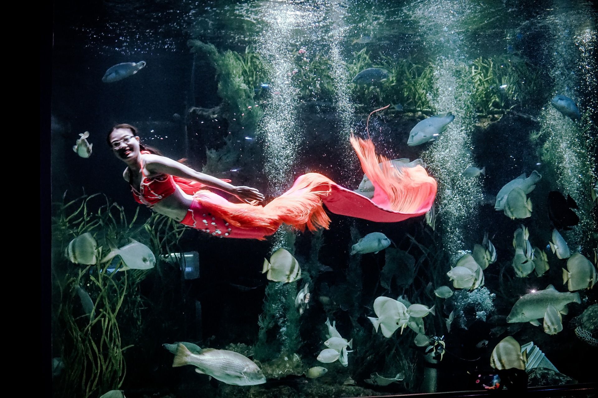 Essere una sirena per un giorno: vola fino a San Diego per provare l’esperienza