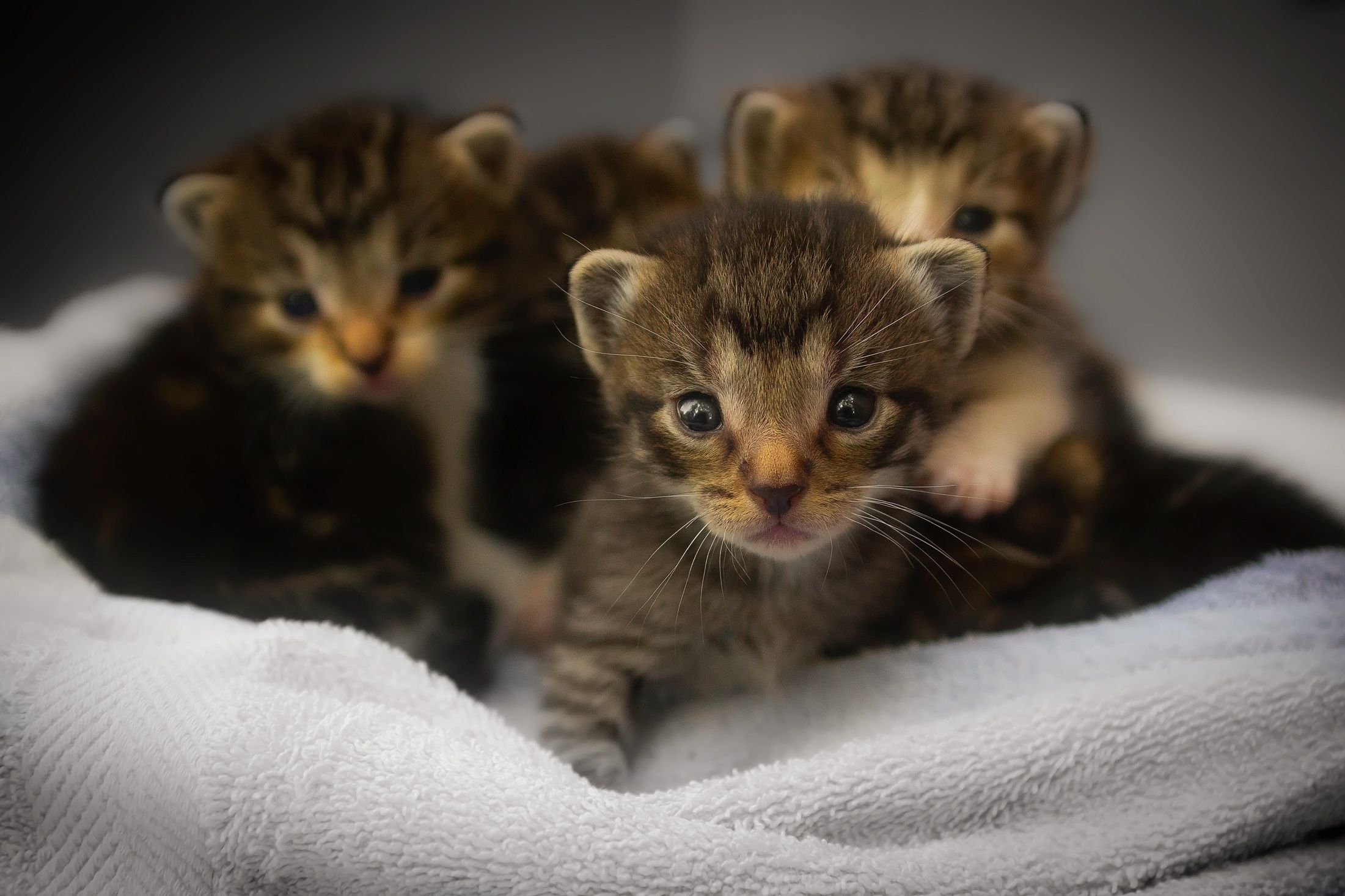 Cosa fare se trovi un gattino abbandonato