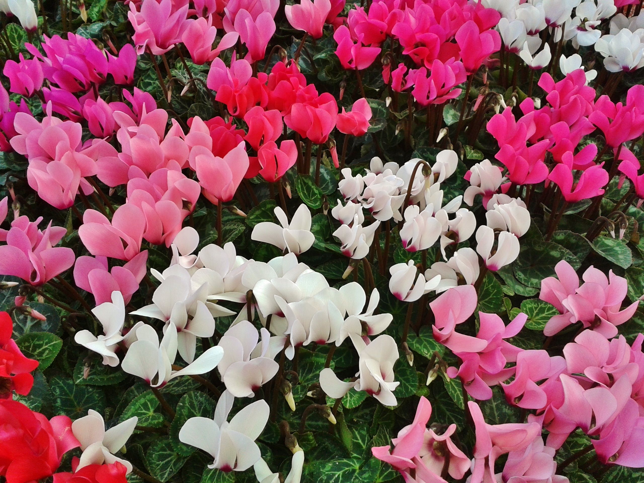 Le piante che colorano l’inverno