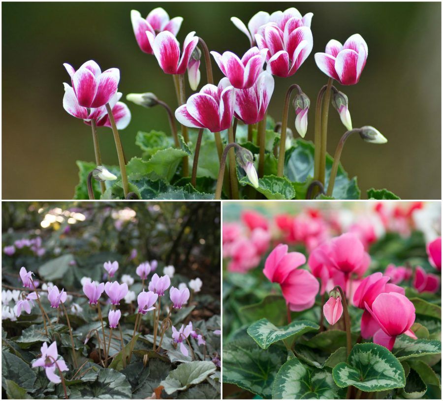 10 cyclamen