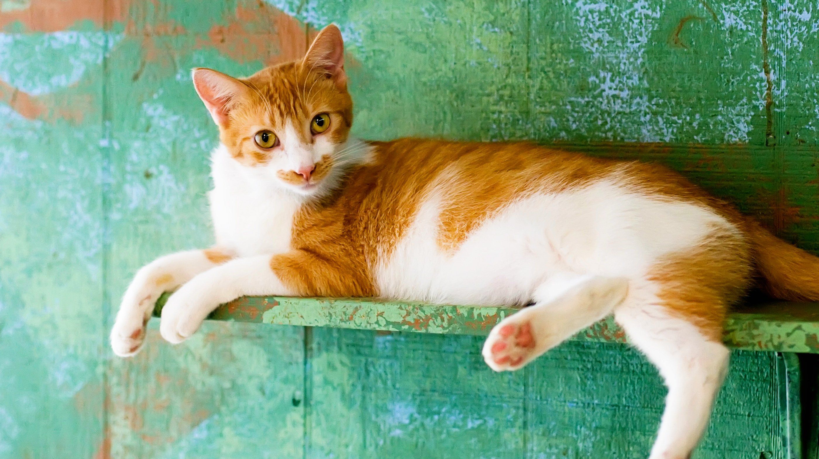 Orange and white cat on a shelf.