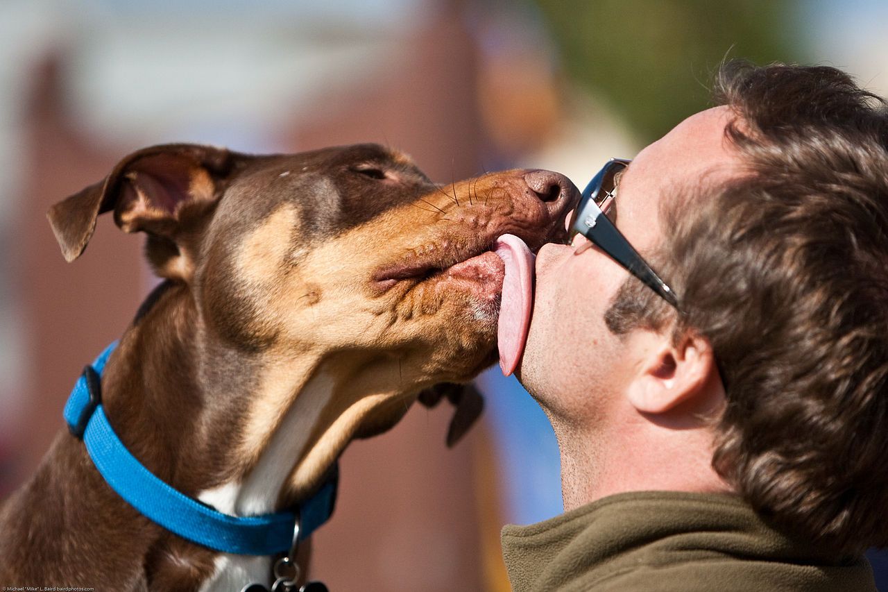 1280px-Licking_dog