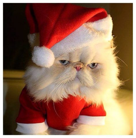 Espressione poco convinta di questo micione vestito da Babbo Natale.