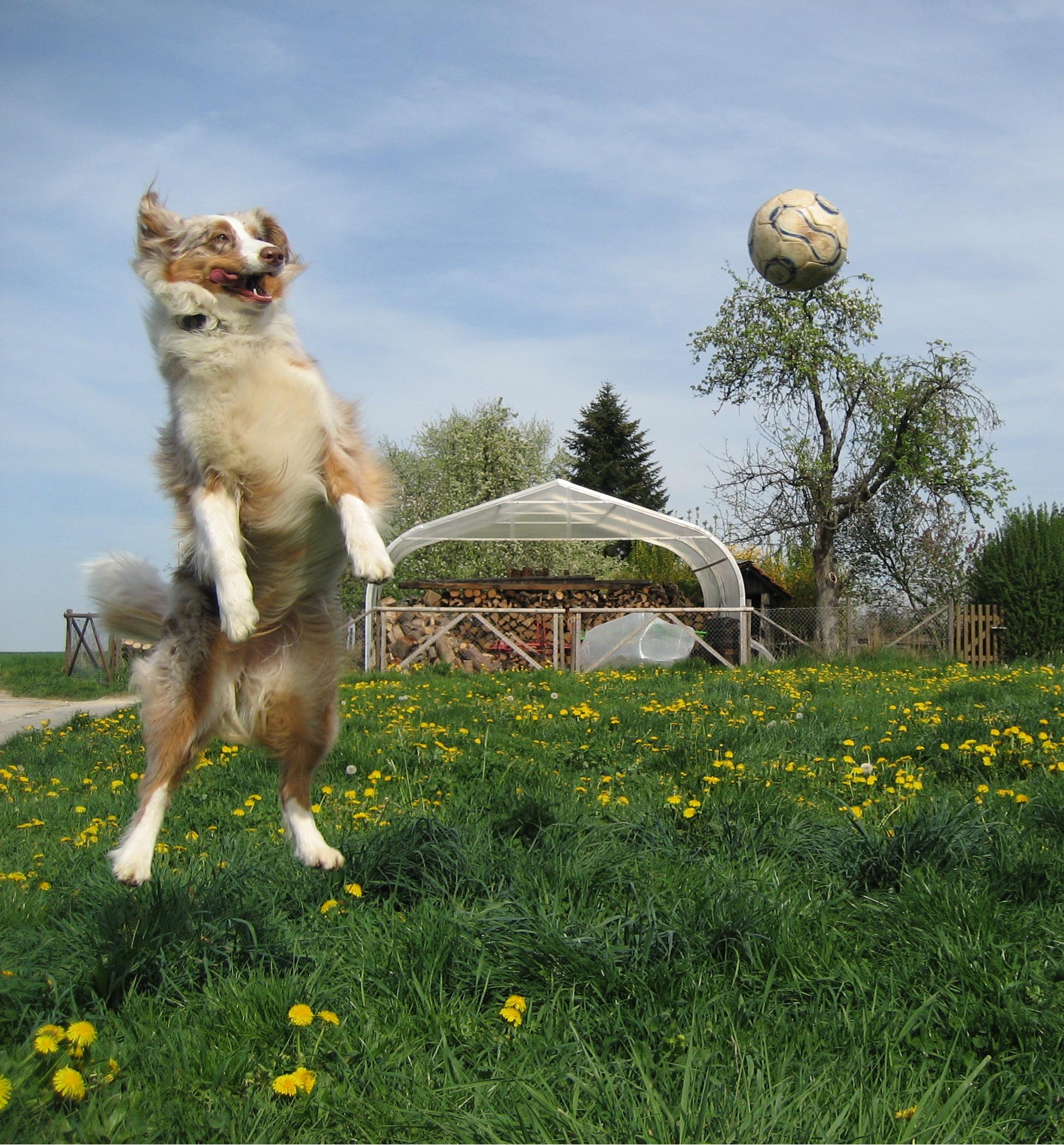 Aussie_Bonnie_plays_with_football