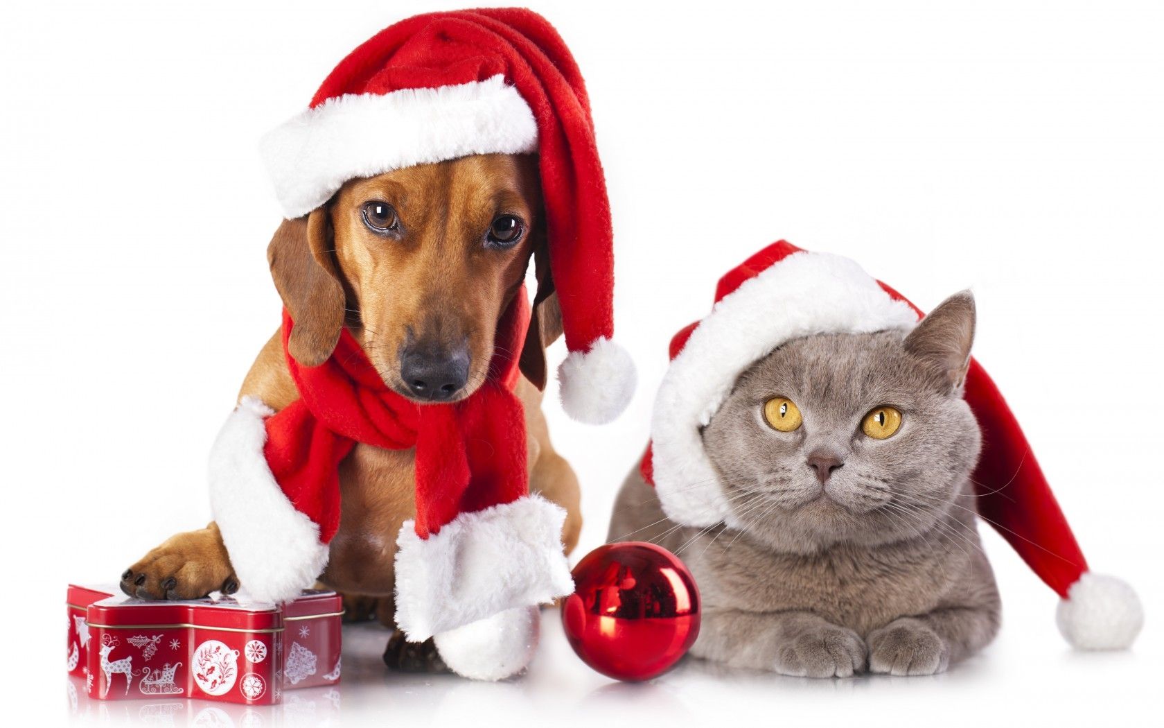 Regali di Natale per cani e gatti