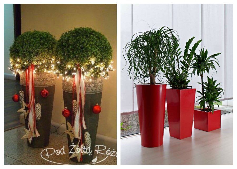 decorare-a-natale-con-le-piante