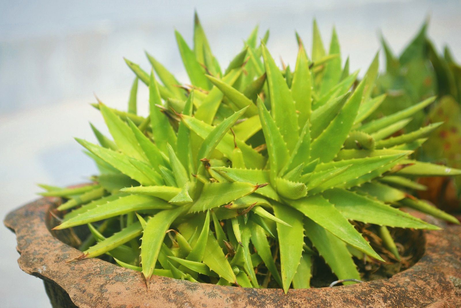 Maschera per il viso all’aloe per una pelle perfetta