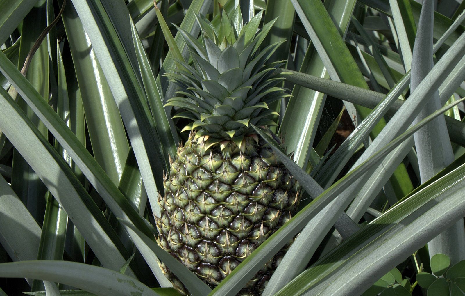 Come capire se l’ananas è maturo?
