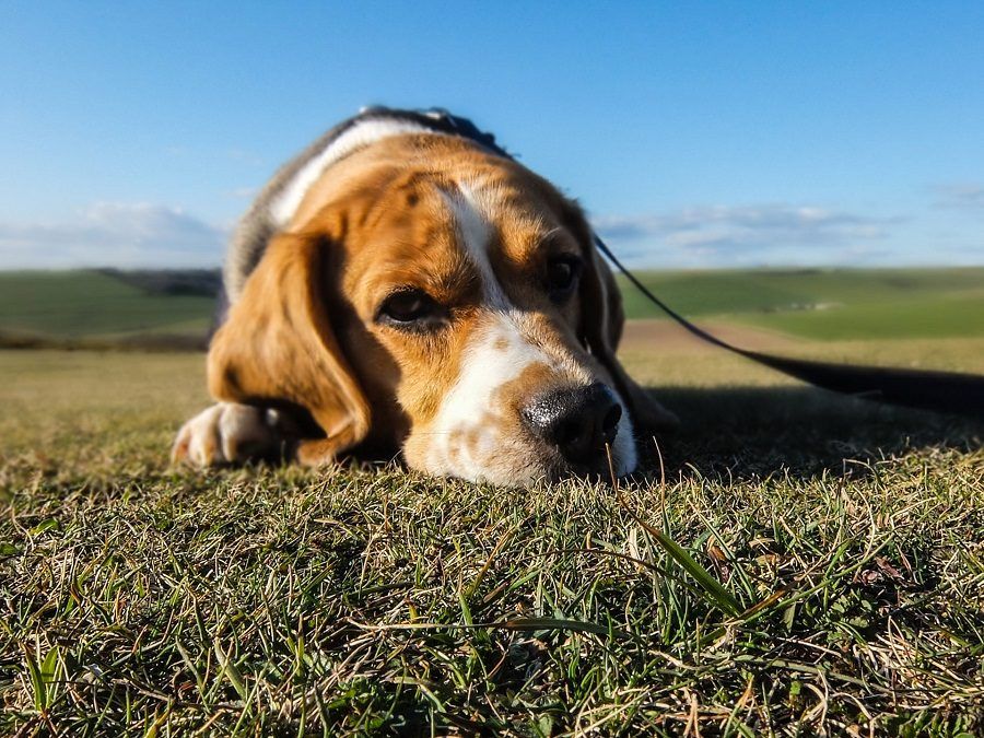 La filariosi nel cane provoca insufficienza cardiaca