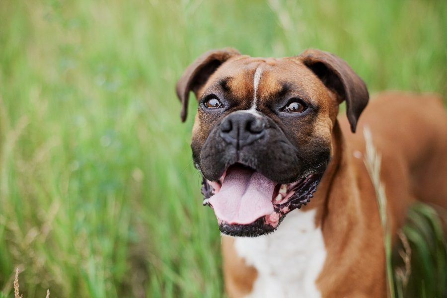 I cani vanno protetti dalla filariosi con apposita prevenzione