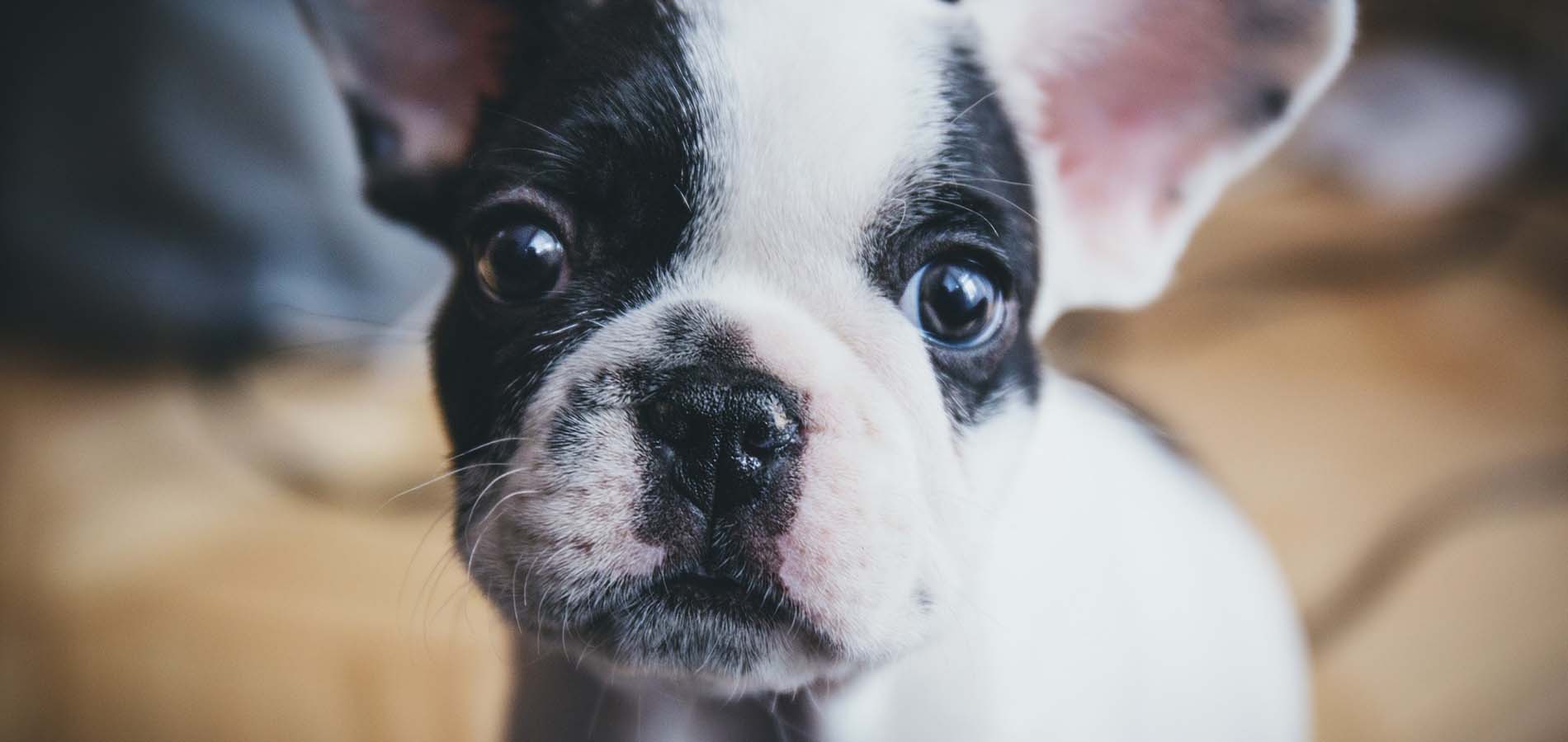 L’esibizione sorprendente di un cane e i suoi papà