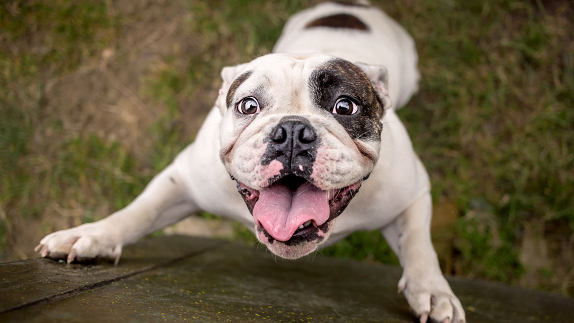 English bulldog trying to reach cookie; achieve; achievement; adult; animal; bulldog; business; career; champion; development; dog; dream; emotion; english; enjoy; euphoric; executive; free; freedom; fun; goal; happiness; improvement; joy; jump; leadership; male; outstretched; pet; portrait; pose; power; progress; raise; reaching; success; up; vision; winner; winning