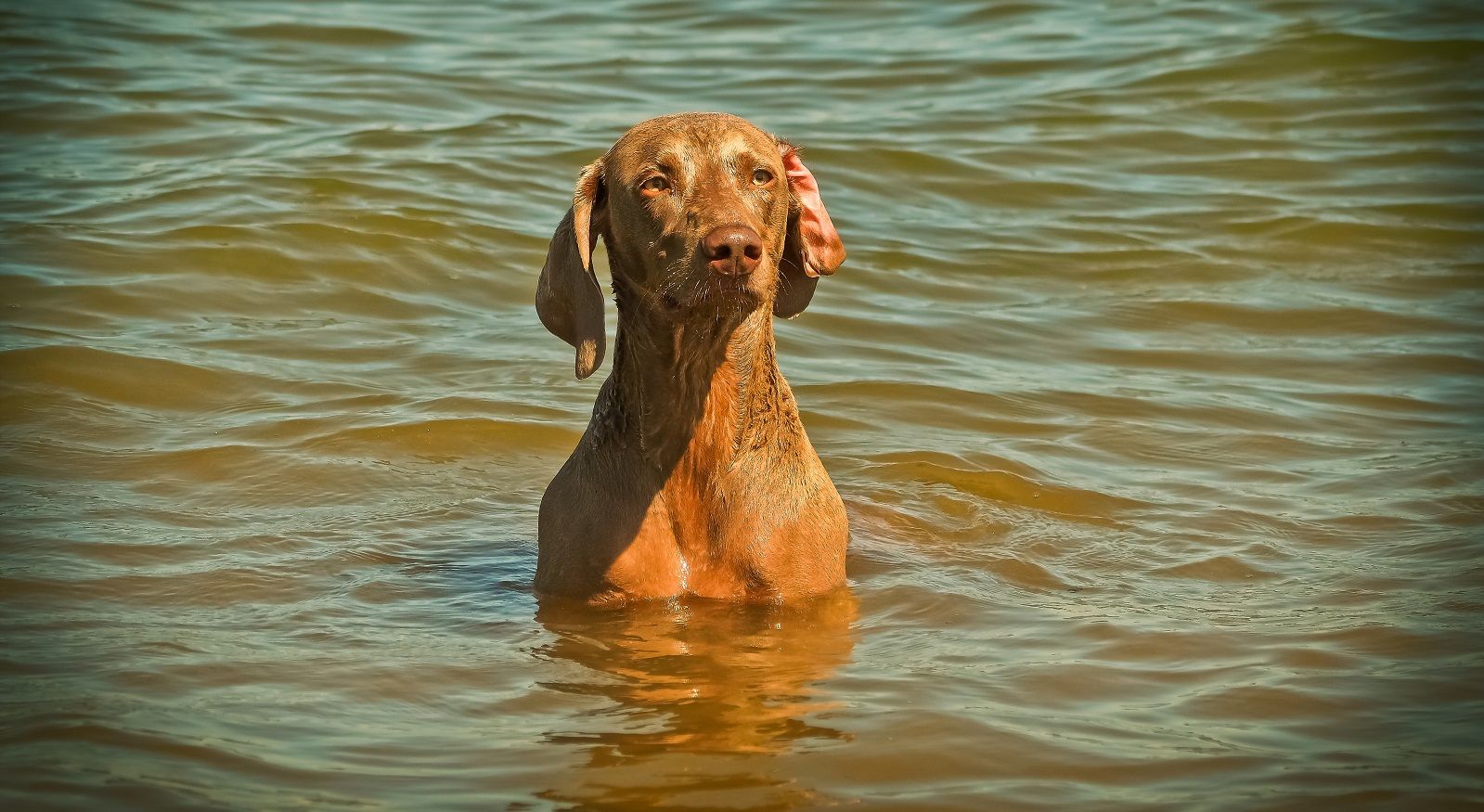 Cimurro nel cane, le cause, i sintomi e come prevenirlo