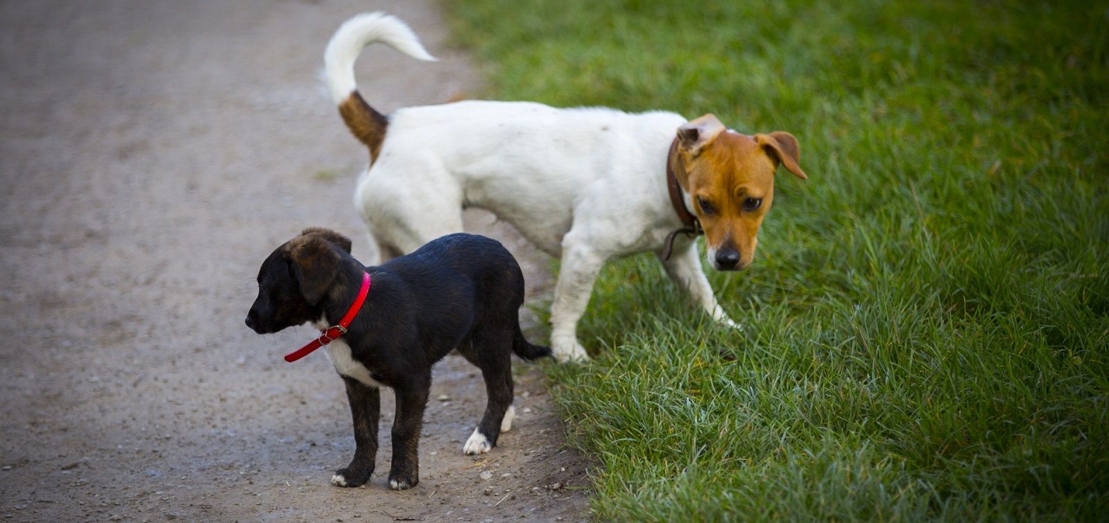 Perché i cani strofinano il sedere per terra?