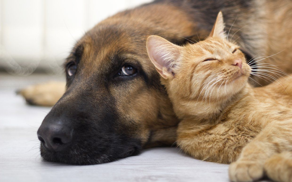 Come aiutare cani e gatti vittime del terremoto