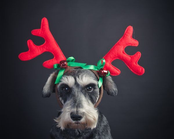 Un po burbero? Non con le corna da super renna di Natale!