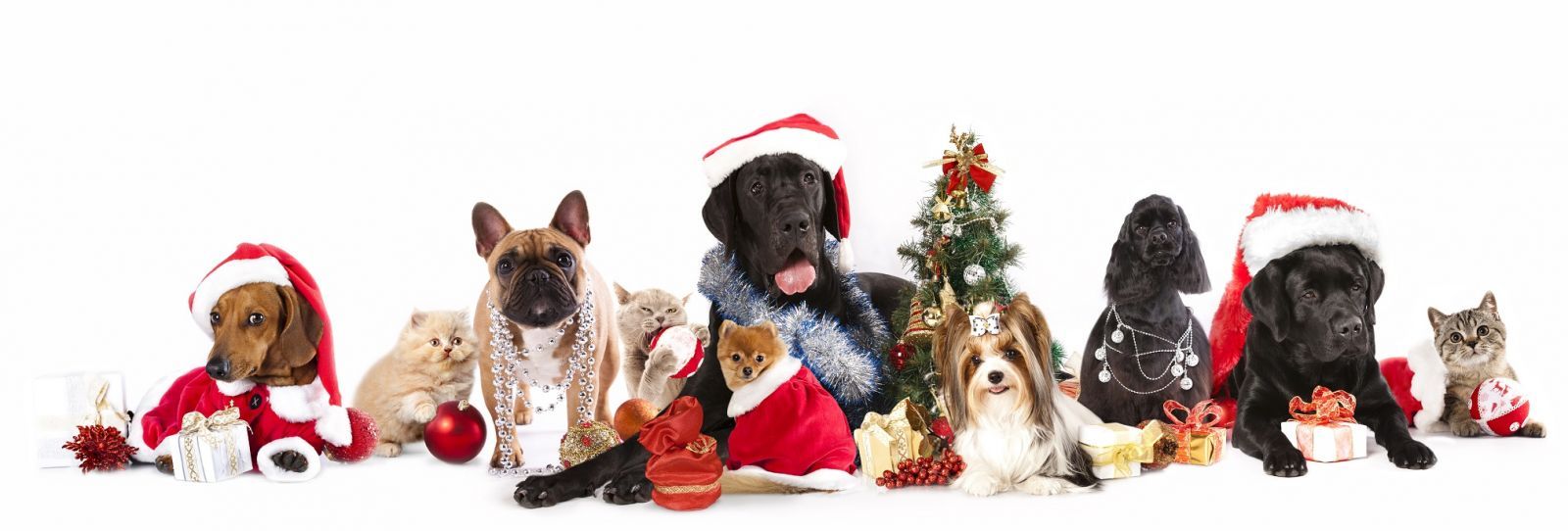 I vestiti di natale? Ecco quelli per cani e gatti