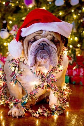 Il cappellino non bastava, qui abbiamo aggiunto le luci di Natale!