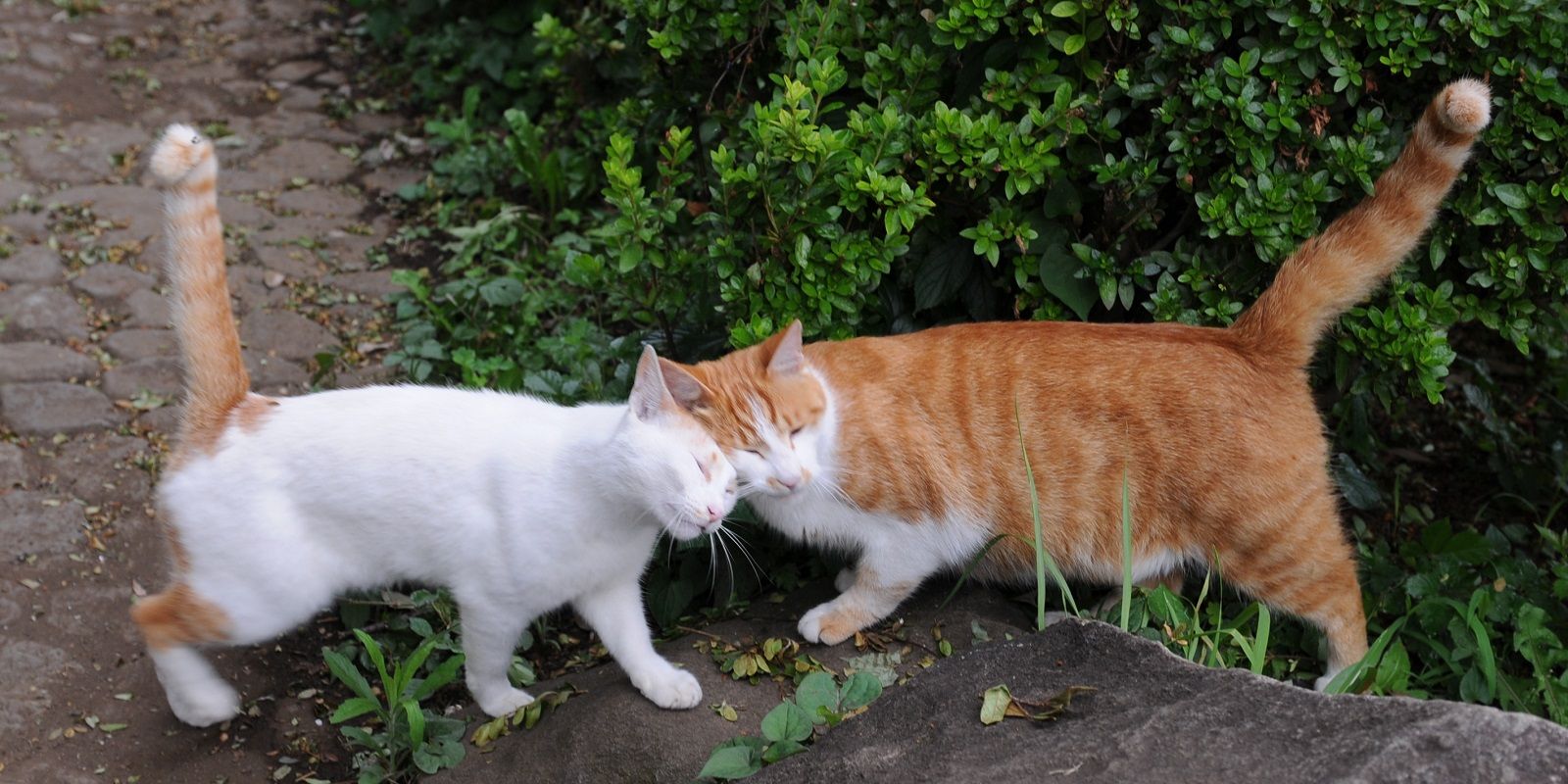 Gatti e donne in gravidanza, no panic!