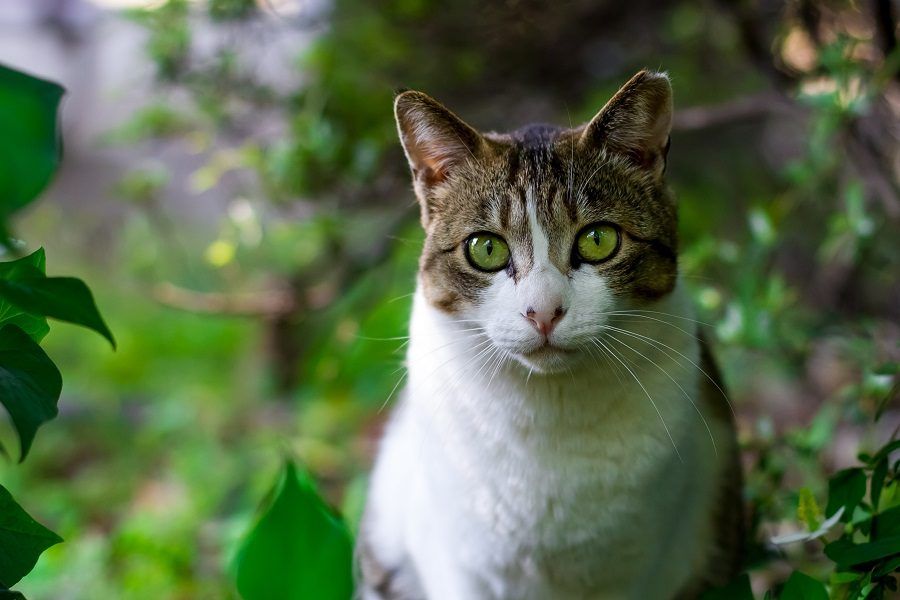 Un gatto in mezzo alla natura