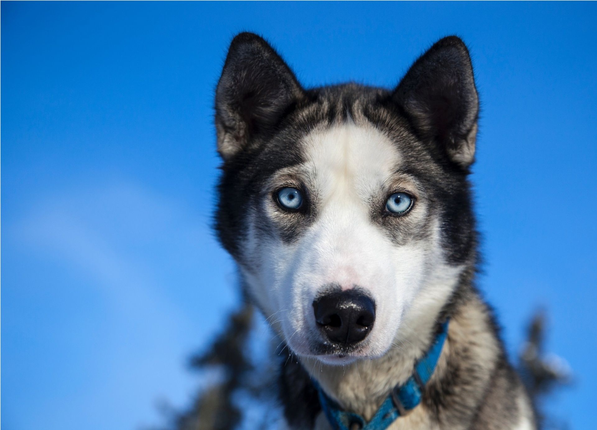 husky-chien-de-traineau