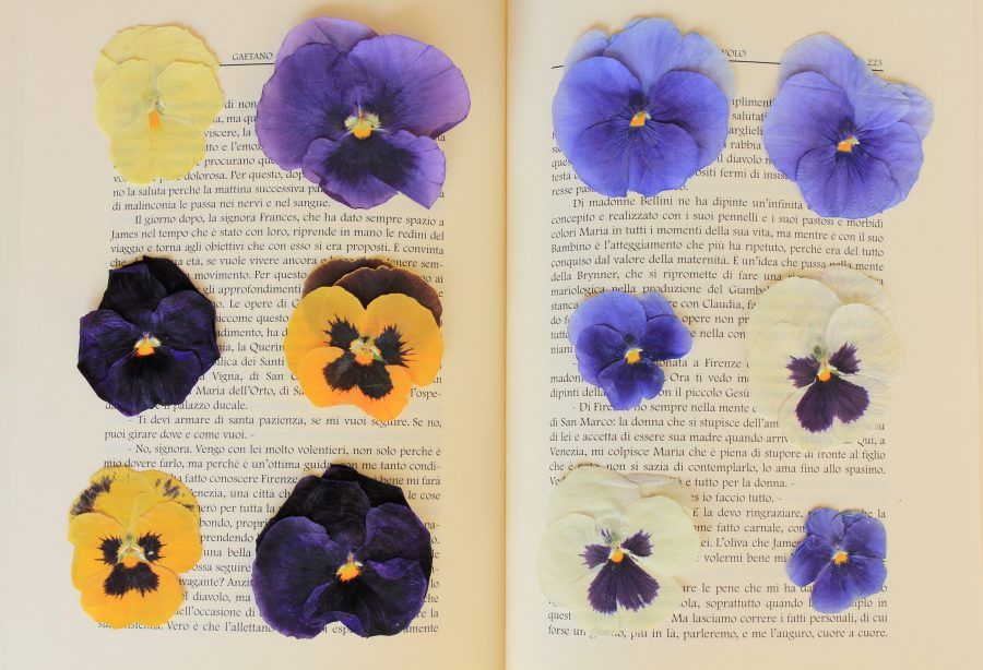 Fiori essiccati in un libro