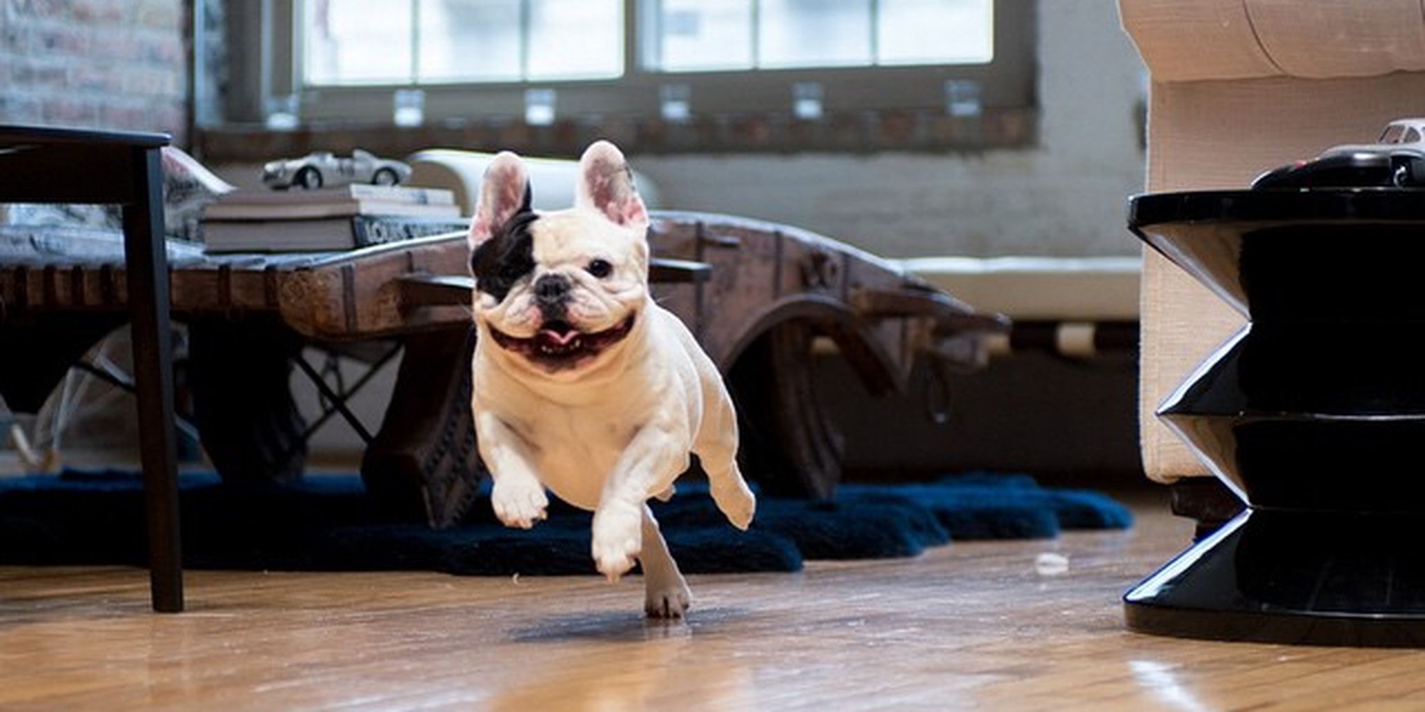 Instagram Dogs: i più bei profili da seguire se ami i cani