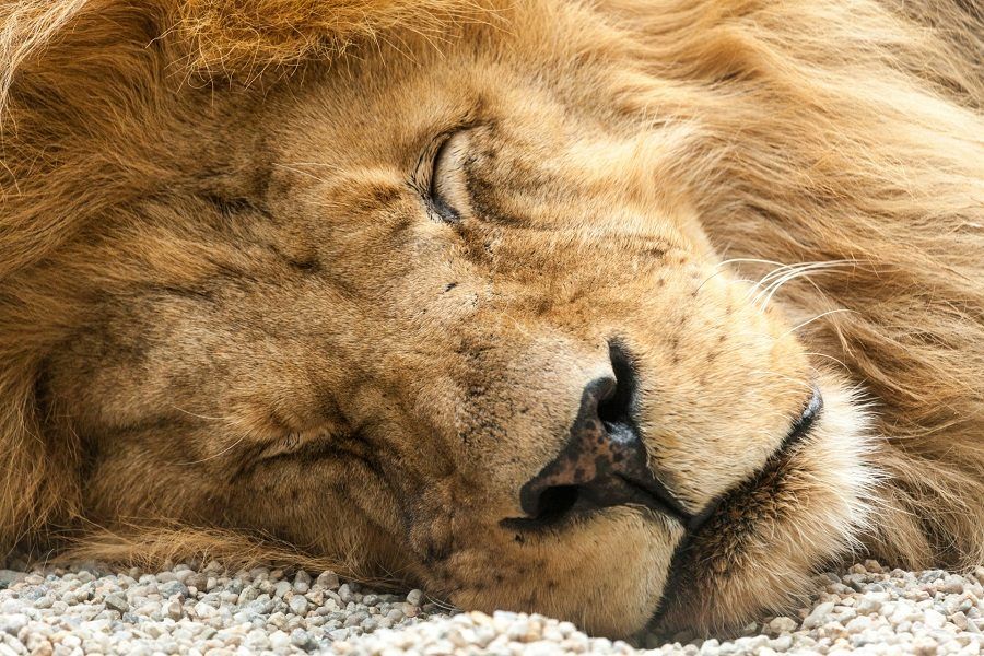 Luciano Ponzetto era finito sotto i riflettori per la foto di un leone ucciso durante un safari
