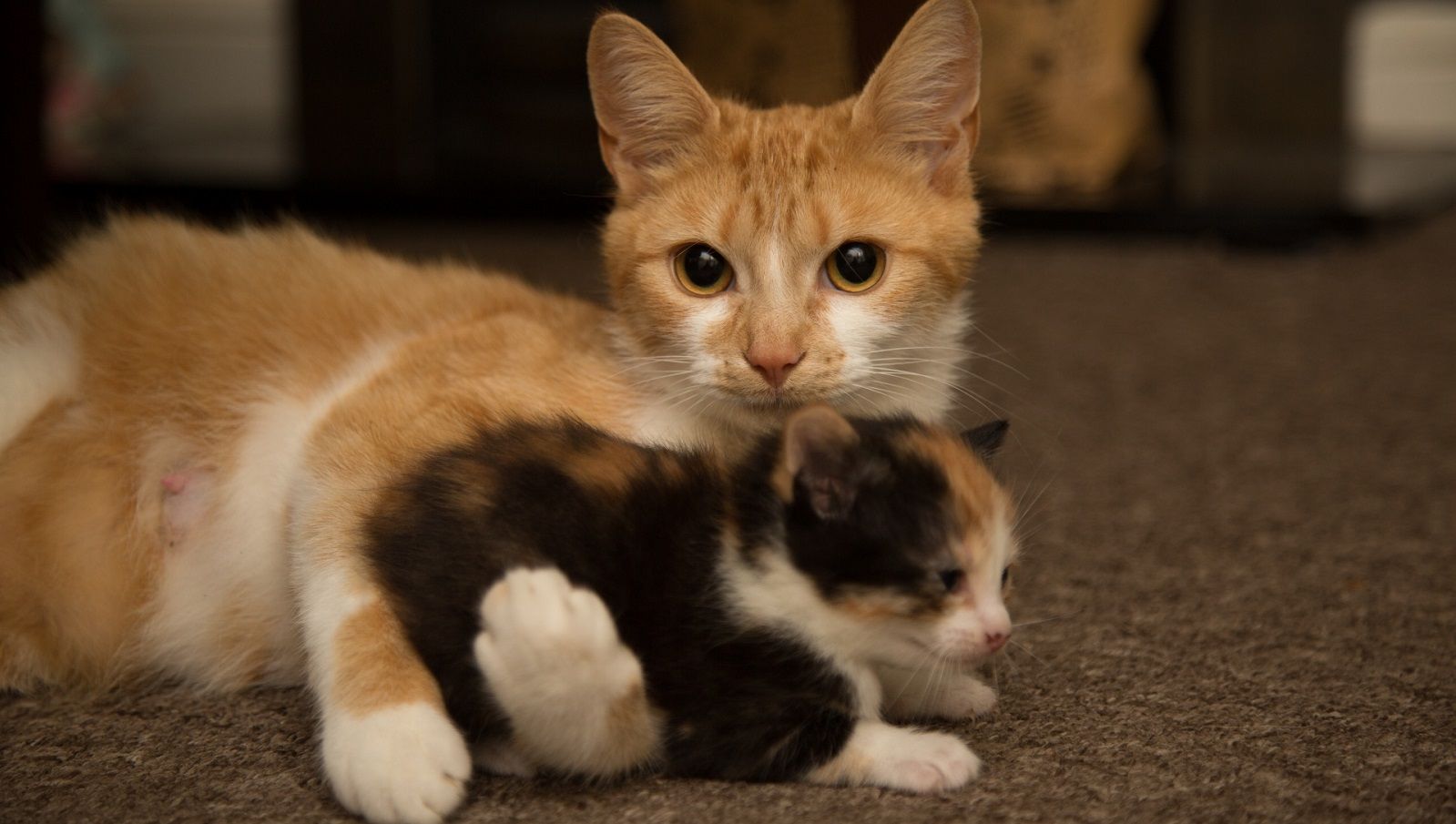 La vaccinazione del gatto: sfatiamo i miti comuni