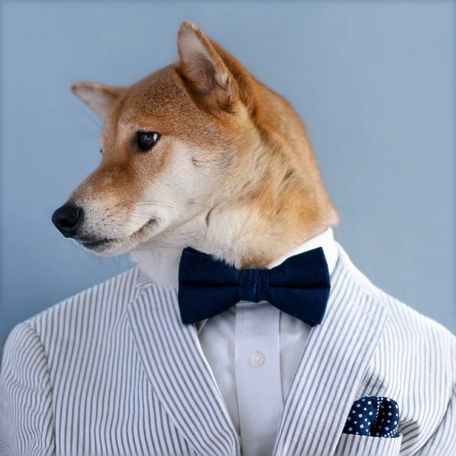 Menswear Dog